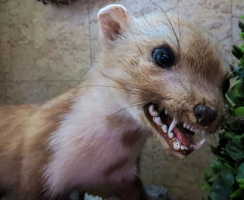 brown, weasel taxidermy, closeup, marten, animal, predator, aggressive, dangerous, beisswütig, rabies, filmed by