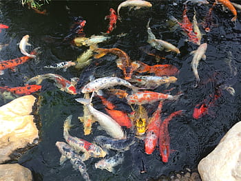 shoal, koi fishes, koi, fishes, fish, pond, water, animal themes, koi carp, animals in the wild, large group of animals