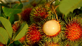 aliments, le fruit du ramboutan, Frais