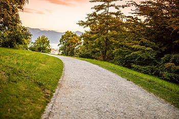 driveway grass trees sunset, Driveway, Grass Trees, Sunset, grass, trees, nature, tree, outdoors, road, landscape