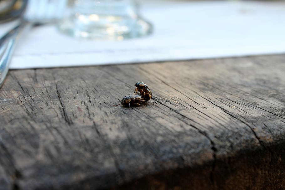 insects, reproduction, procreation, mating