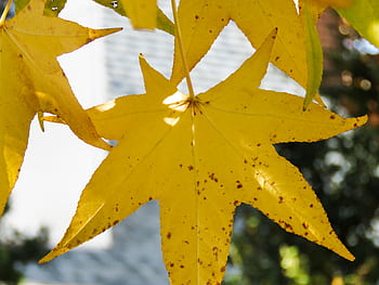 foglie gialle, foglie d'autunno, fogliame autunnale, foglie d'acero, foglie dorate, foglie stagionali, fotografia naturalistica, trama delle foglie, fotografia all'aperto, modelli fogliari, primo piano fogliare