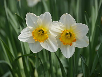 dva, bílý, žlutá, květiny, kvetoucí, během dne, rostlina, narcissus pseudonarcissus, velikonoční, narcis, Příroda