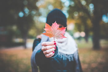 muda, gadis, memegang, musim gugur, daun maple # 2, Gadis Muda, Berwarna, Daun Maple, bokeh, dingin, tangan