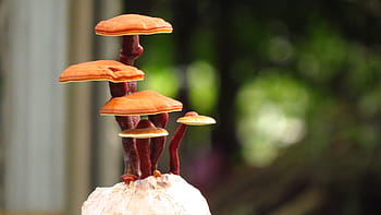 hnědé houby, ganoderma lucidum bonsai, reishi bonsai, ganoderma bonsai