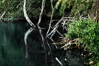 agua, lago, a orillas del lago, verde, naturaleza, Polonia, Europa, bosque, bosques, primavera, outoors