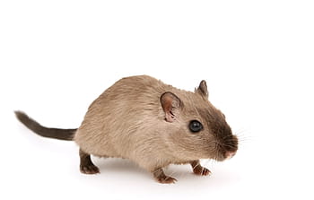 brown mice, animal, attractive, beautiful, boy, brown, close, closeup, close-up, creature, critter
