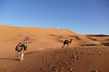 merzouga, marocký, Afrika, poušť, duny, berber, cestovat, písek, velbloud, sahara