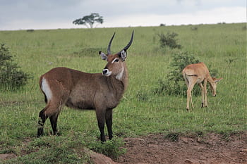 waterbuck, ram, alert, uganda, murchison, africa, nature, wild, wildlife, safari, water