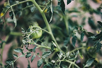 frutas, legumes, jardim, flores, no jardim, flora, floração, florescendo, floral, folha, folhas