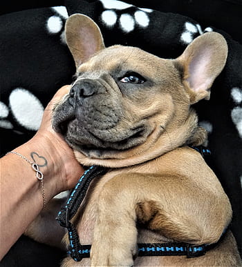 chiot, visage, Bulldog français, les yeux, trop de sommeil, animal, portrait d'animal, chien, petit, sucré, mignonne