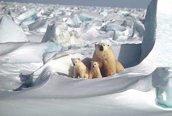 πολικός, αρκούδα, δίπλα, δύο, φωτογραφία cubs, μητέρα, cubs, λευκό, αρκτικός, χιόνι, πάγος