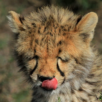 kočka, volně žijících živočichů, savec, masožravec, dravec, Gepard, baby gepard, gepard mládě, Chutný