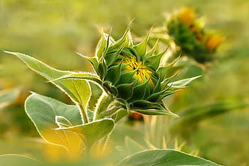 φυτό, λουλούδι, ηλιοτρόπιο, helianthus annuus, κίτρινο άνθος, σε οφθαλμό, καλοκαίρι, αρκετά