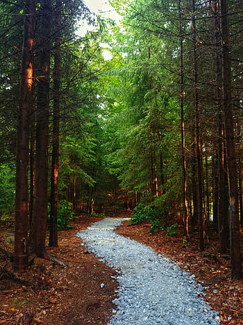 foresta, sentiero, alberi, natura, autunno, paesaggio, pista, escursioni a piedi, luce del sole