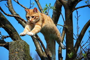 portocale, tabinet, pisică, jumping, copac, pisoi, Mieze, roșu macrou tabby, roșu pisică, macrou, pisica copilului