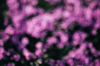 花、 開花、 春、 ピンク、 クローズアップ、 庭、 植物、 背景、 フォラル、 自然、 多重