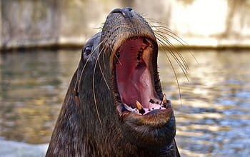 brauner Seelöwe, Siegel, Seelöwe, schwimmen, Wasser, robbe, meeresbewohner, Tier, Natur, Säugetier, Zoo