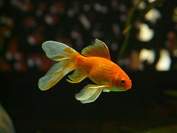 gold, white, fish, orange, gold fish, veiltail, goldfish, swim, aquarium, freshwater fish, karpfenfisch