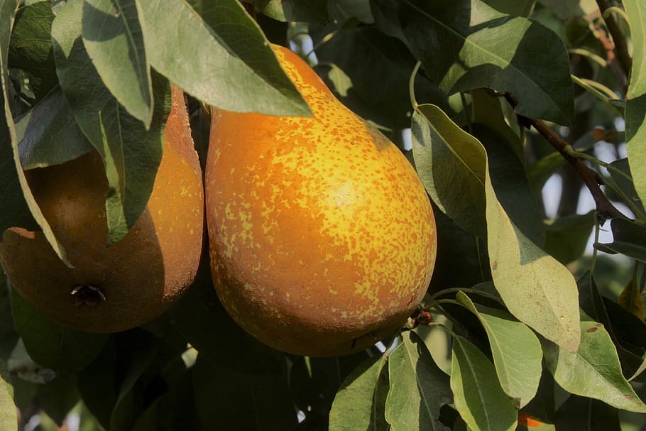 pears, fruit, pear tree, sad, garden, mature