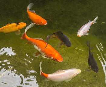 Garden Pond, Goldfish, Fish, Water, red, white, black, swim, veiltail, feed, garden