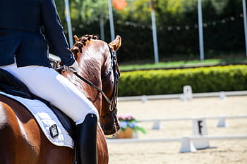 drezura, koně, koňský, aréna, sedlo, soutěž, jezdectví, sport, jízda, žena, zvíře