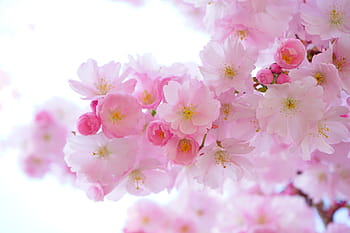 Třešňový květ, japonské třešně, květiny, jaro, japonská kvetoucí třešeň, okrasná třešeň, japonská třešeň, doba květu, strom, růžový, barvitý