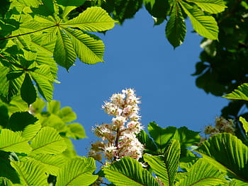 obyčejný, Kaštan, květiny, obyčejné rosskastanie, květenství, strom, listy, bílý, květ, květinová plnost, aesculus hippocastanum