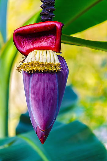 purple, banana, blossom, daytime, Banana Tree, Flower, Flower, Banana, Tree, banana tree flower, flower, tree, tropical