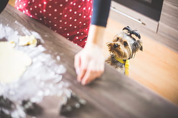 クリスマスのベーキング、 ベーキング：、 少し、 ヘルパー、 クリスマス、 ベーキング、 動物、 クリスマスの装飾、 クリスマスの時間、 料理、 かわいい