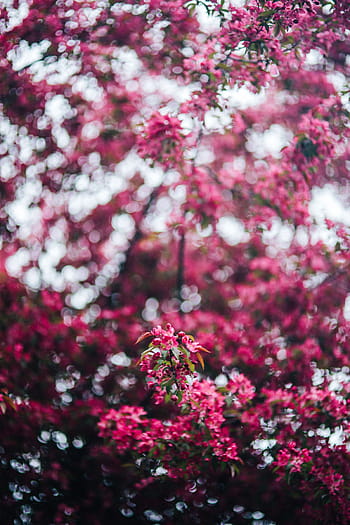encantador, rosa, flores, floreciente, ramas de los árboles, árbol, ramas, copia espacio, primavera, flor, naturaleza