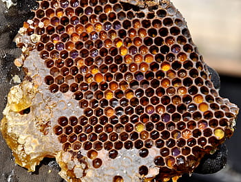 honey filled honeycomb, honeycomb, pollen warehousing, honey, beekeeping, nature, beehive, apiculture, bee, honey bee, insect