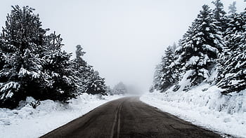 snow, winter, white, cold, weather, ice, trees, plants, nature, road, travel