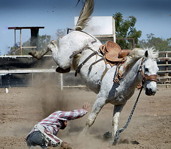 muž, bílý, kůň, rodeo, bílý kůň, akce výstřel, kovboj, kovboj pozadí, jezdectví, vzpírání, bronco