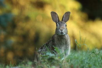gopher, animal, green, grass, outdoor, nature, blur