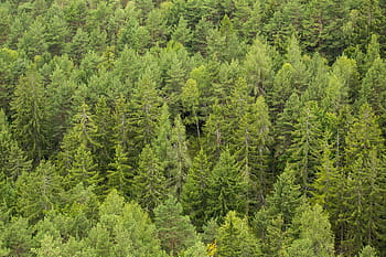 hijau, pohon hutan, hijau hijau, pohon, hutan, minimal, minimalis, alam, lanskap, di luar ruangan, daerah berhutan