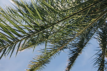 palmera verde, verde, palmera, verano, naturaleza, cielo, hoja, hojas, árbol, al aire libre, tropical