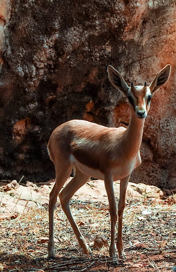 Gazelle, Dorcas, Nature, Wild, wild animal, animal wildlife, one animal, animals in the wild, animal themes, antelope
