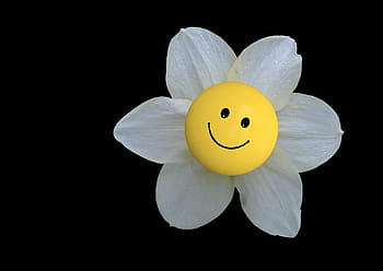 bílý, květ květu, emoji, detailní, fotografie, květ, smajlík, emotikonu, usměj se, šťastný, radost