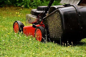 red, black, mow, lawn mowing, green, meadow, gardening, grass surface, cut, cut grass, nature