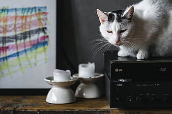 猫の肖像画、 猫、 肖像画、 ペット、 動物、 飼い猫、 テクノロジー、 コンピューター、 動物のテーマ、 1匹の動物、 屋内