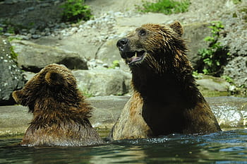 grizzly, bære, dypning, legeme, vand, brun bjørn, ursus arctos, sprøjt, indsprøjte, vandstænk, store