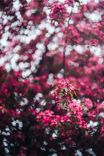adorável, rosa, flores, florescendo, galhos de árvores, árvore, galhos, cópia espaço, primavera, flor, natureza