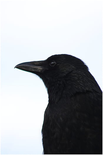 raven, black, crow, feather, bill, dark, bird, raven bird, creepy, carrion crow, wild
