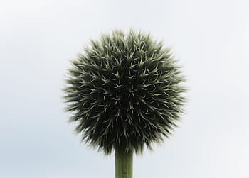 zelená, Černá, květ allium, detailní fotografie, zavřít, fotografování, květ, pupen, míč, detail, nikdo