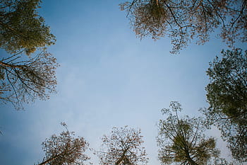 langit-langit # 2, Kantor, Tinggi, Langit-langit, hutan, langit, pohon, alam, luar, biru, cabang
