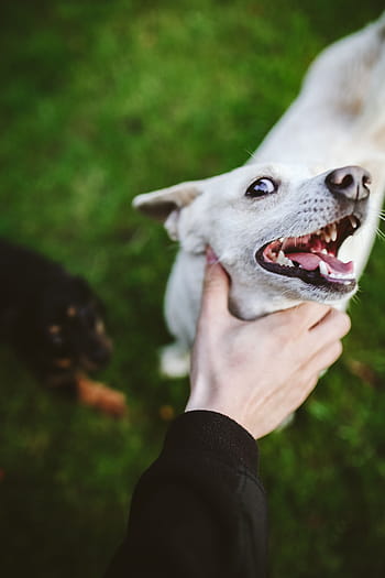 遊ぶ、 スティック、 犬、 ペット、 動物、 楽しい、 幸せ、 白い犬、 アウトドア、 友情、 子犬