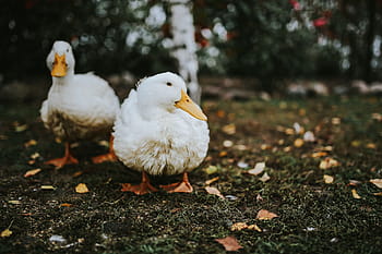 patos, grama, branco, pássaro, folhas, pato, animal, fazenda, natureza, ao ar livre, agricultura