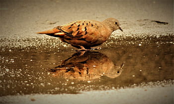 brown, laying, paddle, Ruddy Ground Dove, Weasels, Bird, birdie, mirror, animals in the wild, animal themes, reflection