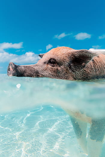 nuoto, grigio, Marrone, maiale, giorno, animale, mare, oceano, blu, acqua, nuvole
